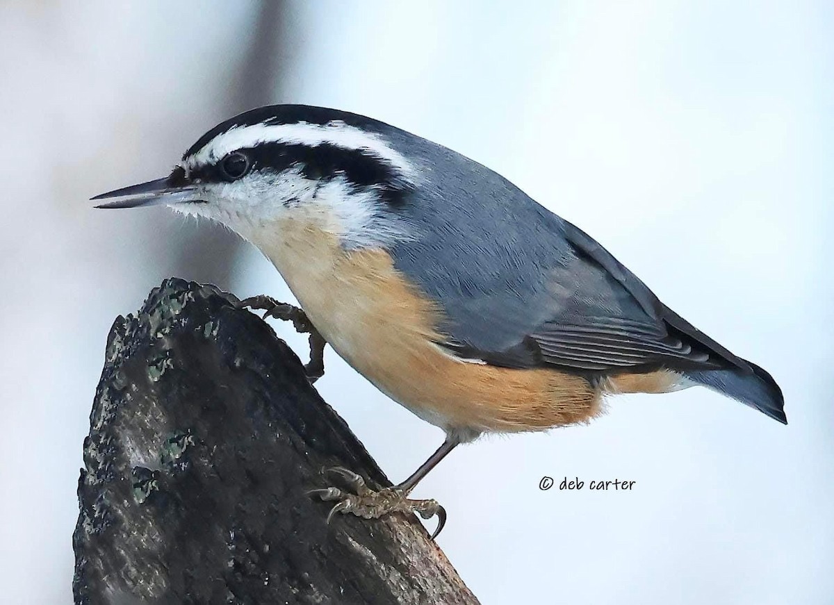 Red-breasted Nuthatch - ML547364331