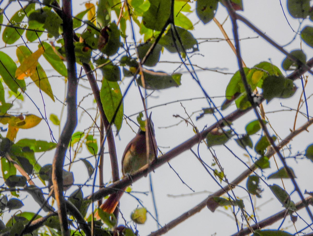 Hoary-throated Spinetail - ML547364571