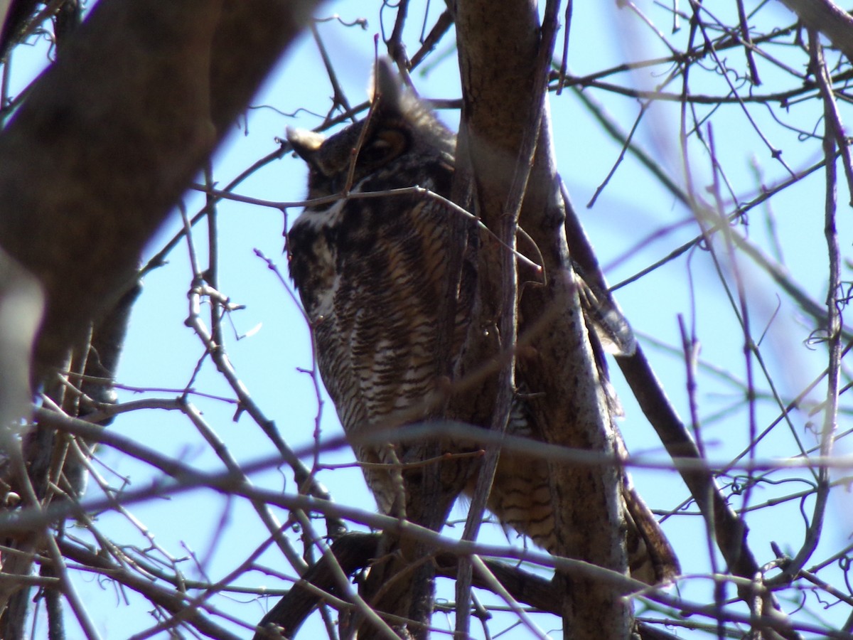Great Horned Owl - ML547366051