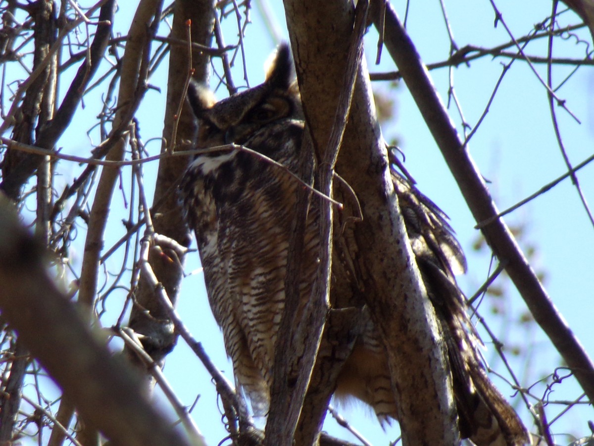 Great Horned Owl - ML547366081