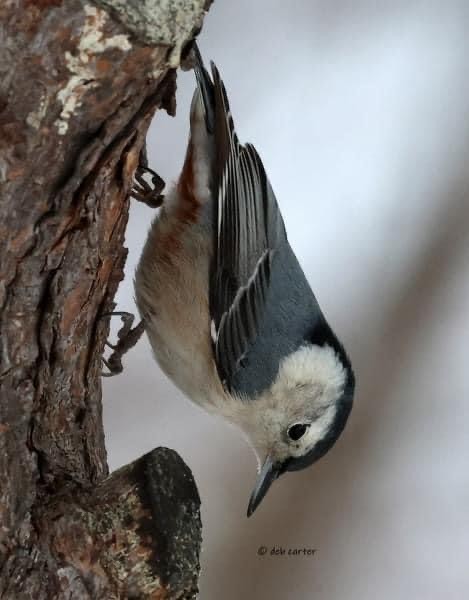 White-breasted Nuthatch - ML547366811