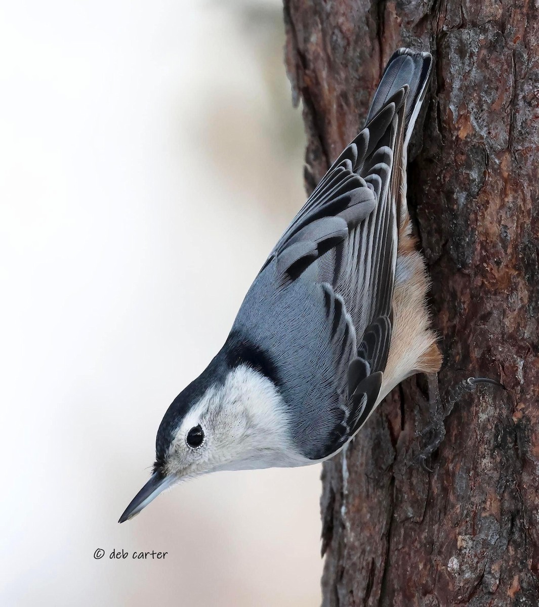 White-breasted Nuthatch - ML547366821