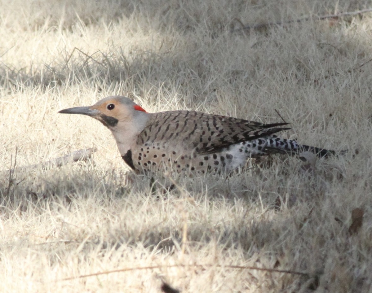 Northern Flicker (Yellow-shafted) - ML547368891