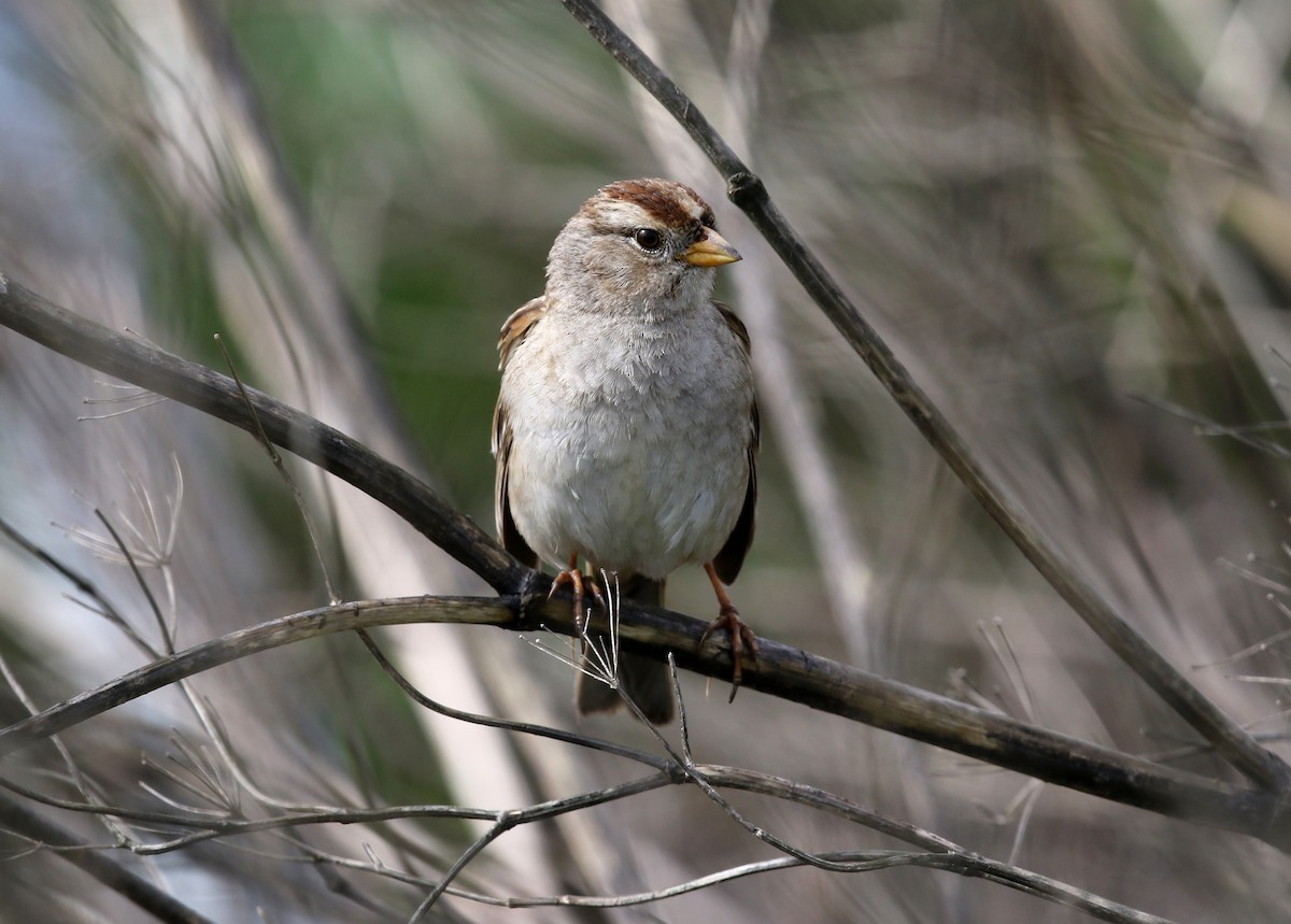 White-crowned Sparrow - ML547370591