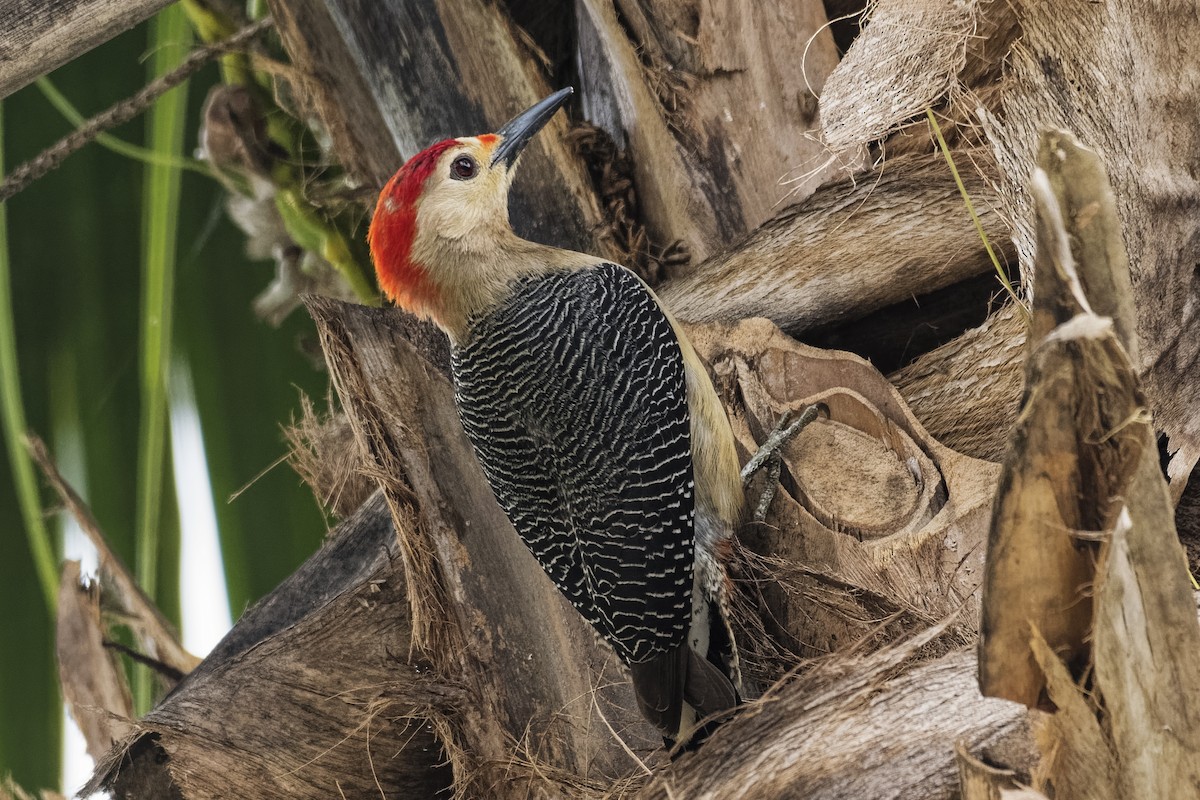 Golden-fronted Woodpecker - ML547370871