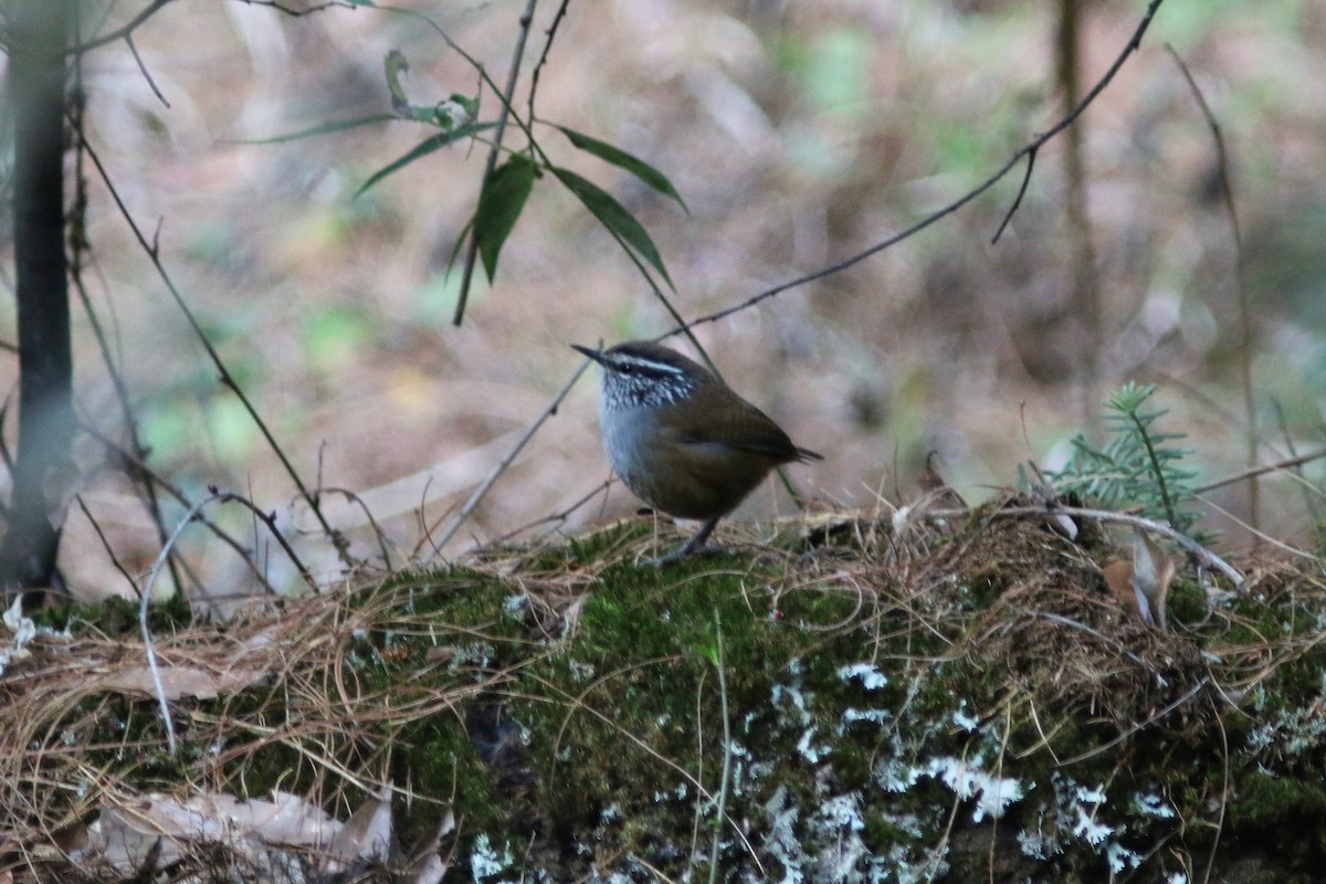 Gray-breasted Wood-Wren (Central American) - ML547372291