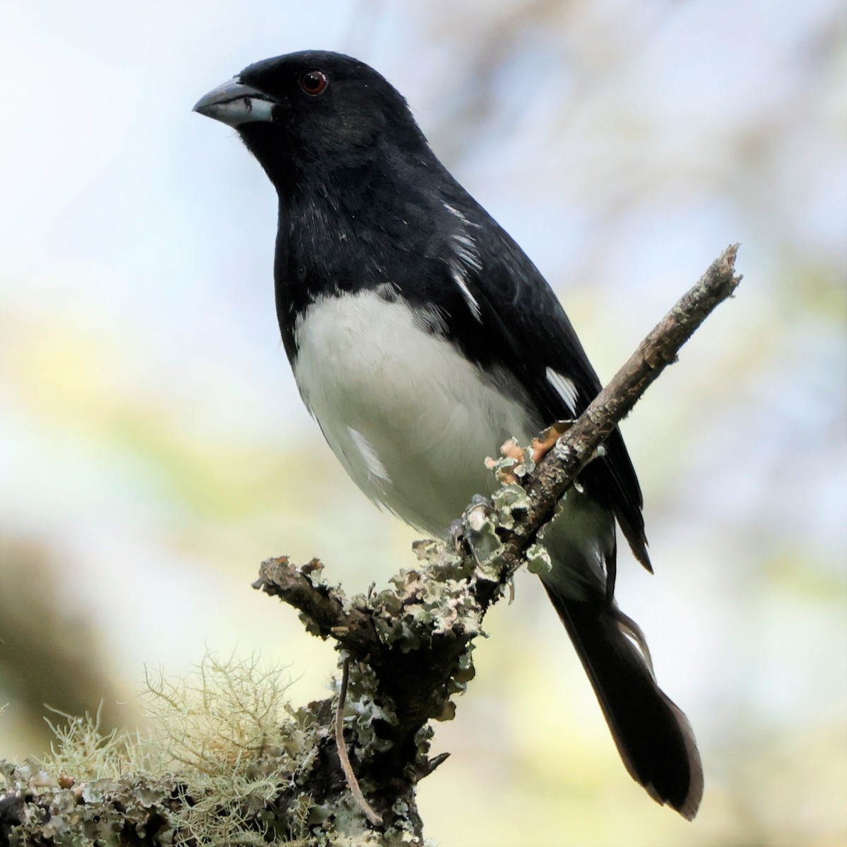 Black-and-white Tanager - ML547373621
