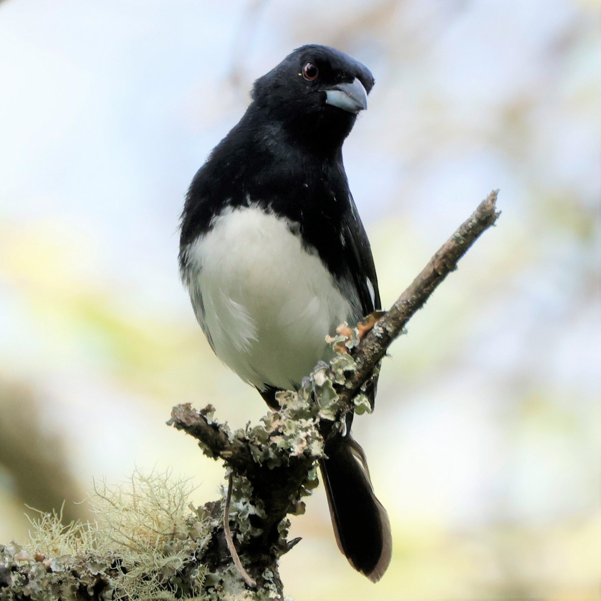 Black-and-white Tanager - ML547373631