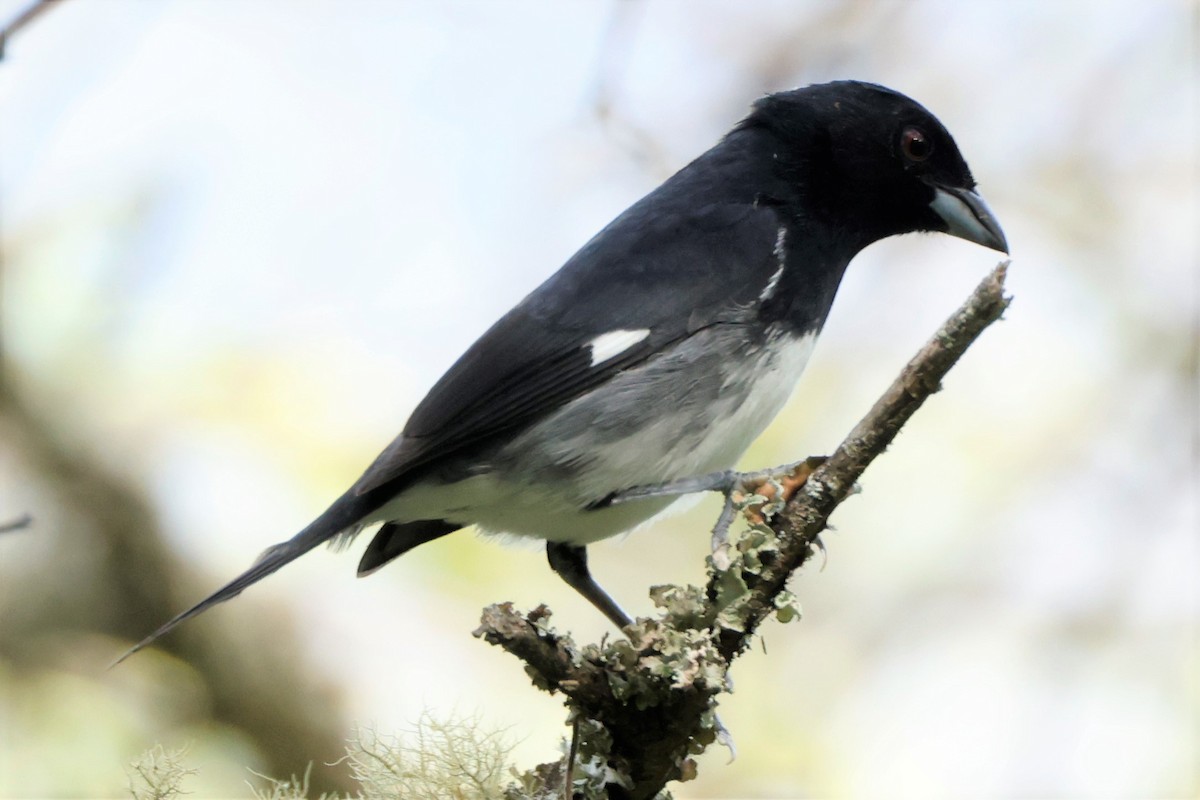 Black-and-white Tanager - ML547373641