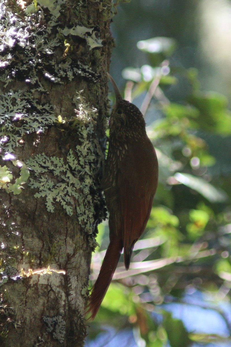 Spot-crowned Woodcreeper (Northern) - ML547374781