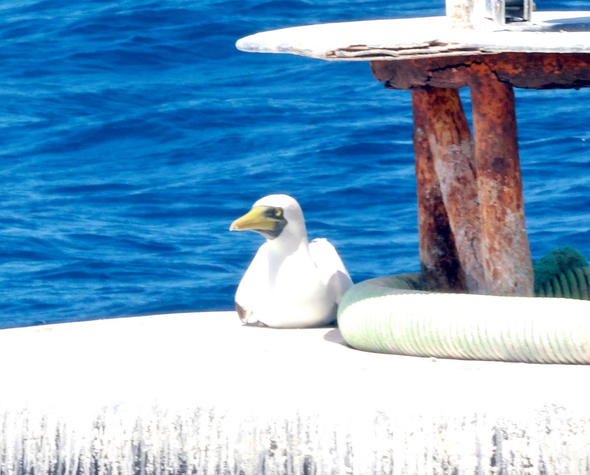 Masked Booby - ML547375361