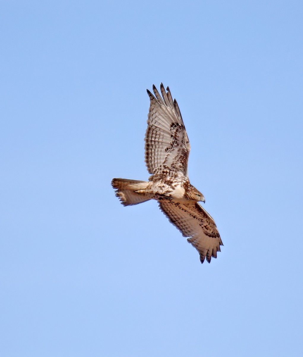 Red-tailed Hawk - ML547383381