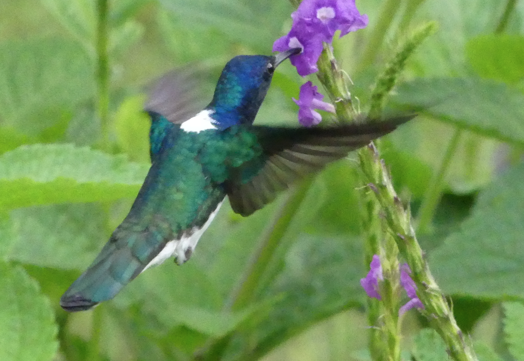 kolibřík bělokrký - ML54738401