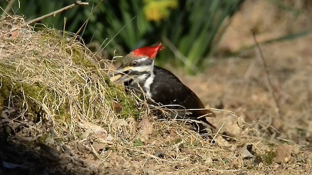 Pileated Woodpecker - ML547384101