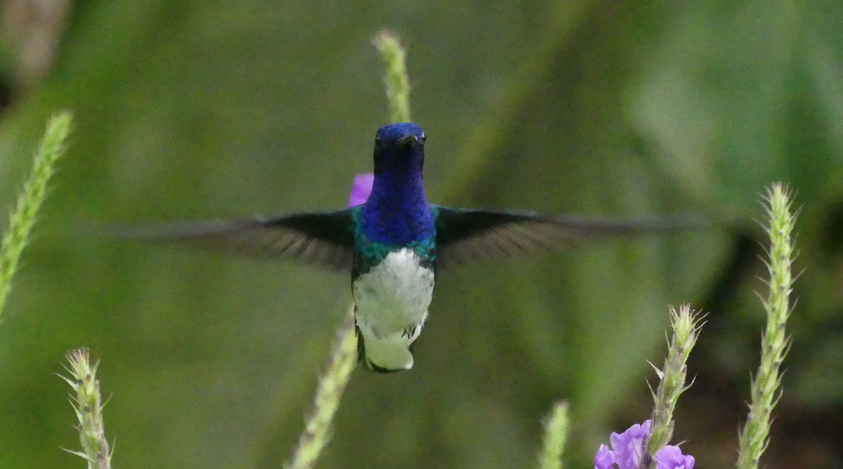 kolibřík bělokrký - ML54738411
