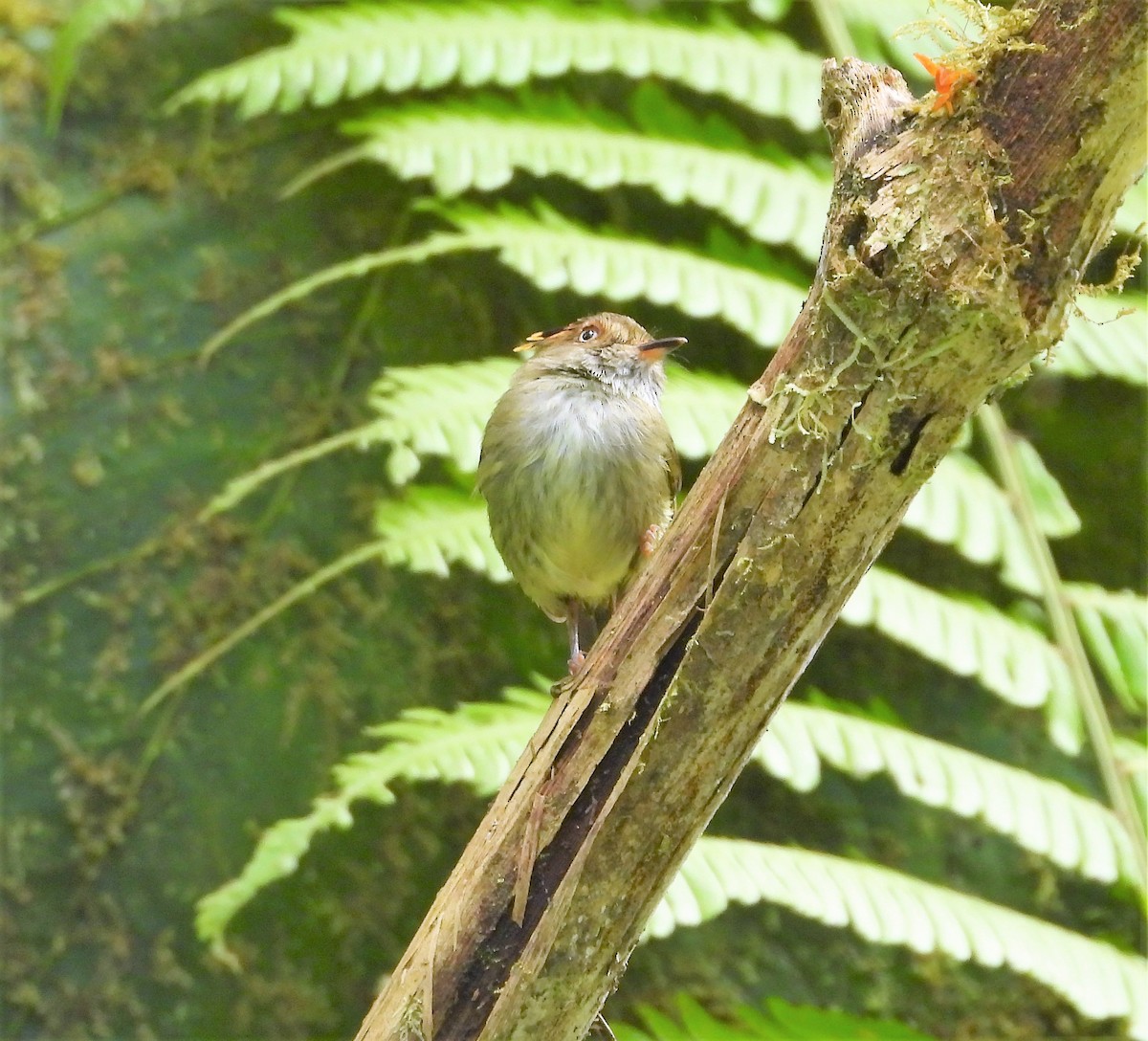 Scale-crested Pygmy-Tyrant - ML547388451