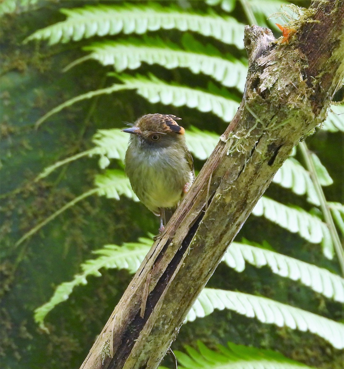 Scale-crested Pygmy-Tyrant - ML547388461