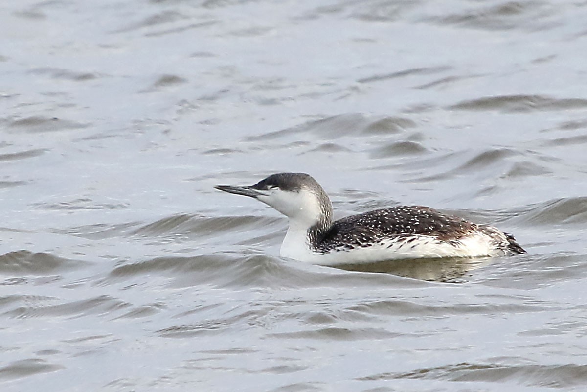 Red-throated Loon - Myles McNally