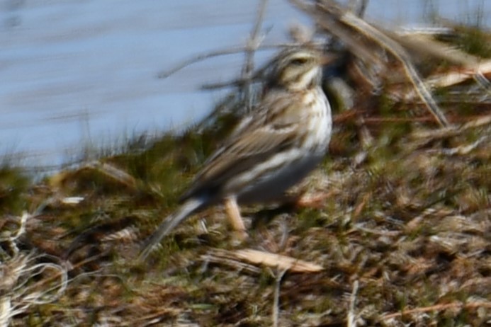 Savannah Sparrow - ML547400811