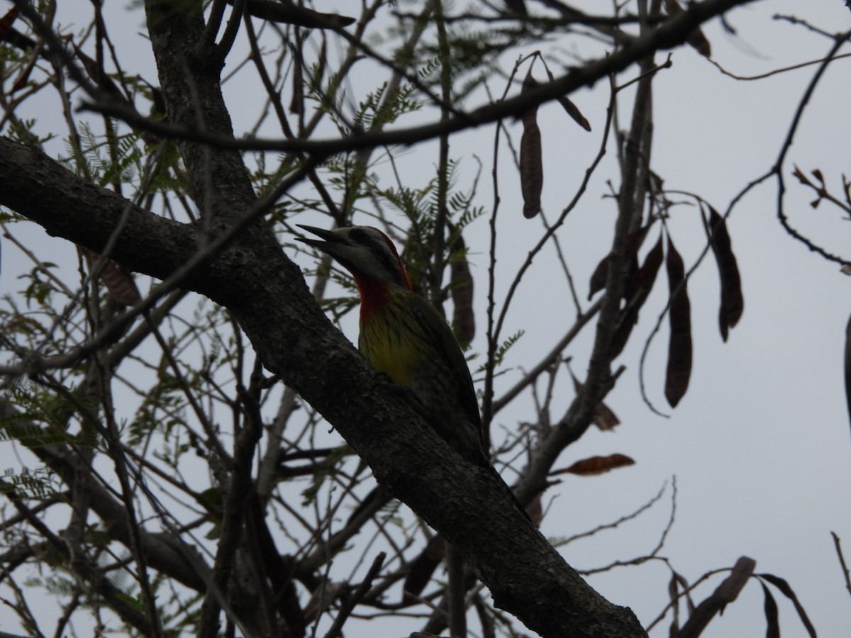 Cuban Green Woodpecker - ML547400881