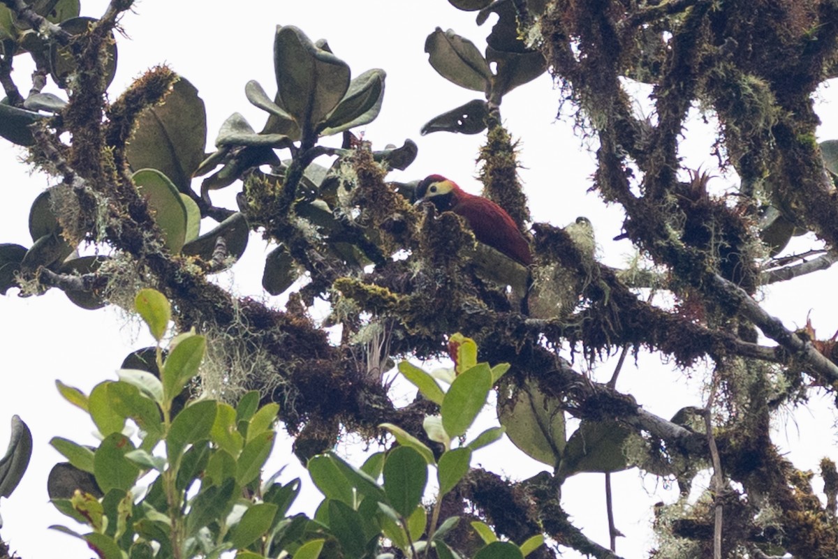 Crimson-mantled Woodpecker - ML547401821