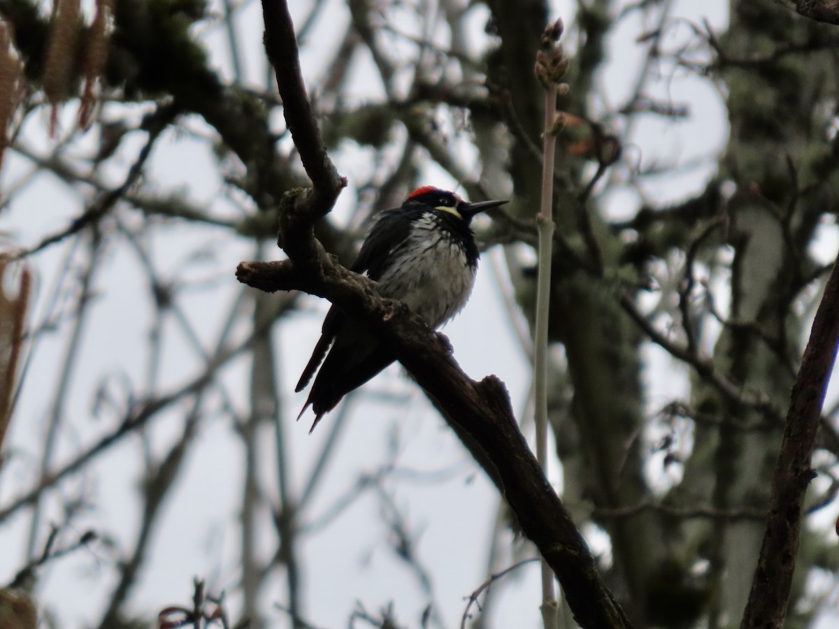 Acorn Woodpecker - ML547402711