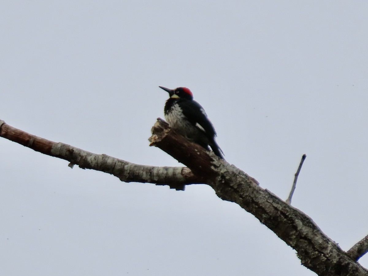 Acorn Woodpecker - ML547402721