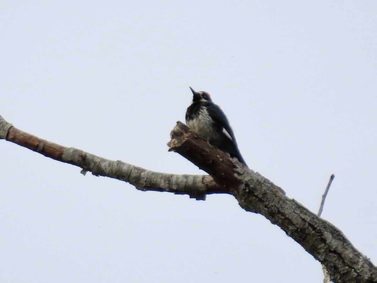 Acorn Woodpecker - ML547402731