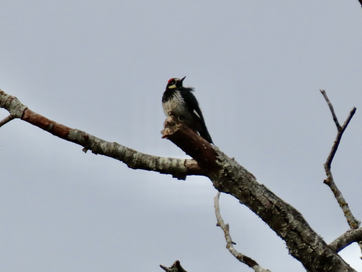 Acorn Woodpecker - ML547402761