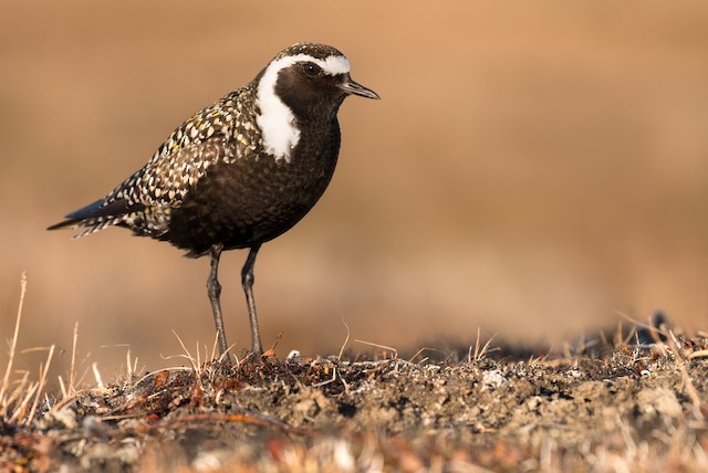 Definitive Alternate Male American Golden-Plover. - American Golden-Plover - 