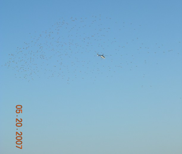 eBird Checklist - 7 May 2007 - Nassau Sound--Little Bird Is. - 10 species