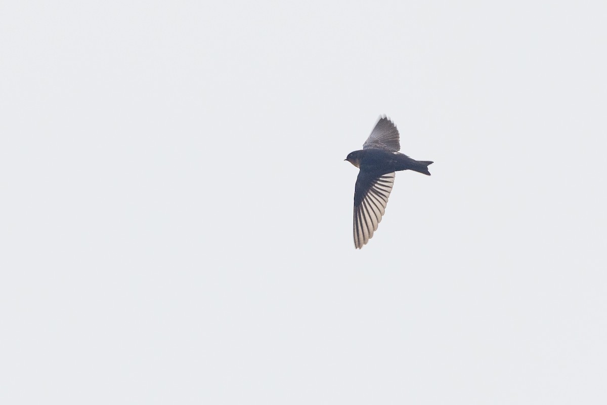 Pale-footed Swallow - Greg Bodker