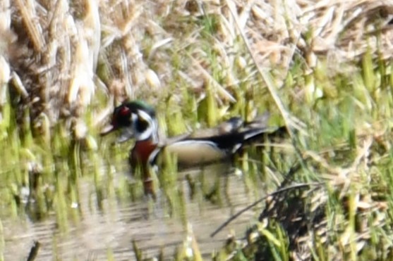 Wood Duck - ML547404751