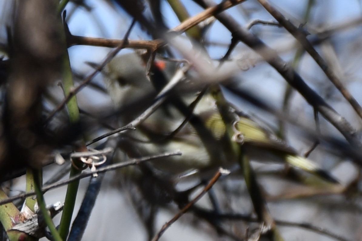 Ruby-crowned Kinglet - ML547405121