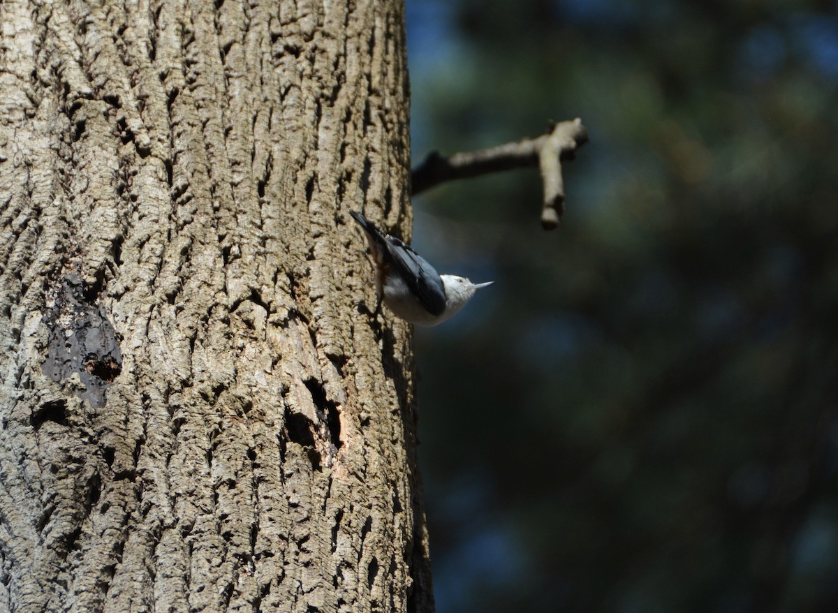 White-breasted Nuthatch - ML547410001