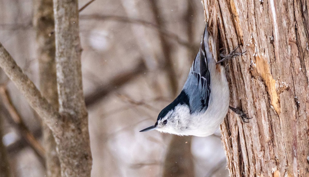 White-breasted Nuthatch - ML547410481