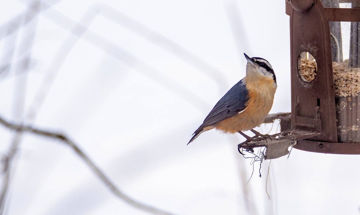 Red-breasted Nuthatch - ML547410721