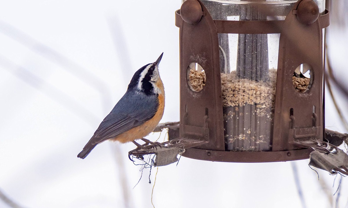 Red-breasted Nuthatch - ML547410731