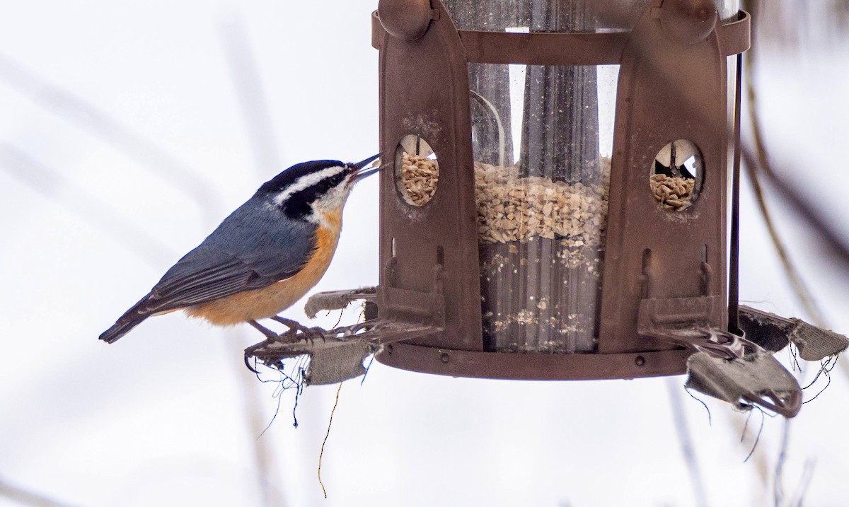 Red-breasted Nuthatch - ML547410741