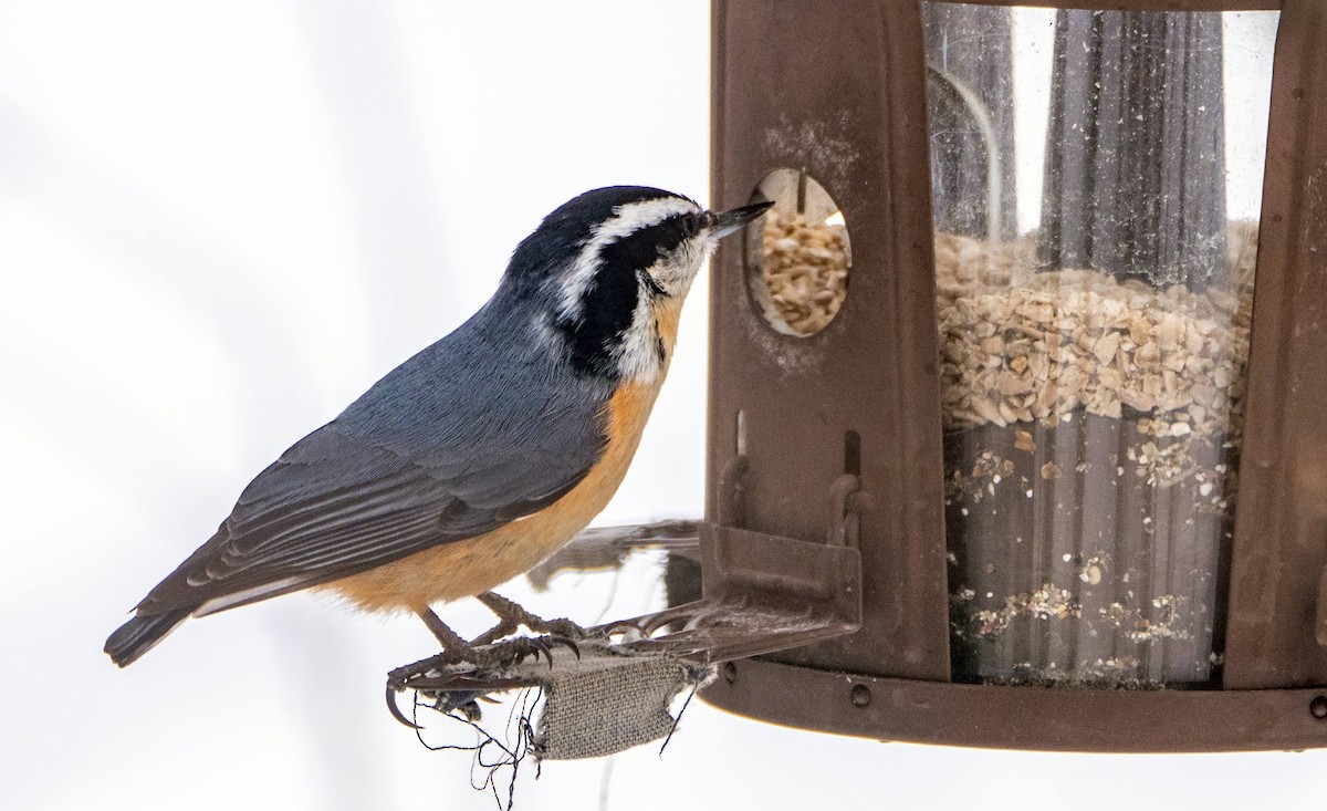 Red-breasted Nuthatch - ML547410771