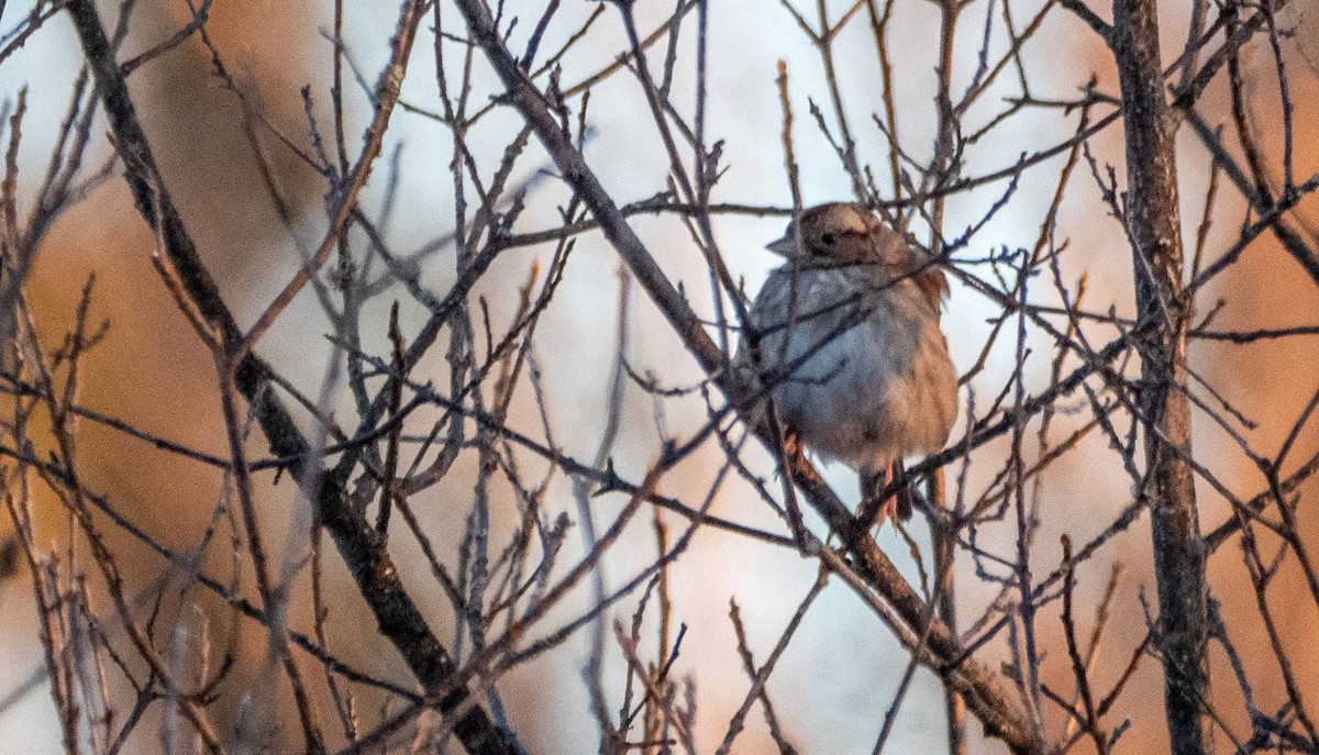 White-throated Sparrow - Matt M.