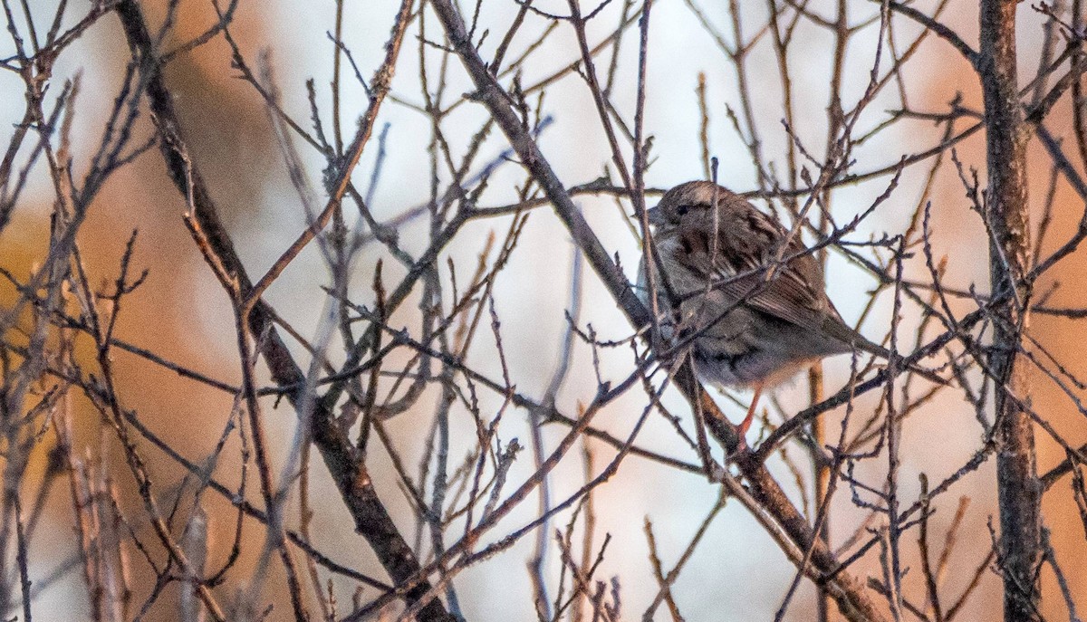 White-throated Sparrow - ML547412051