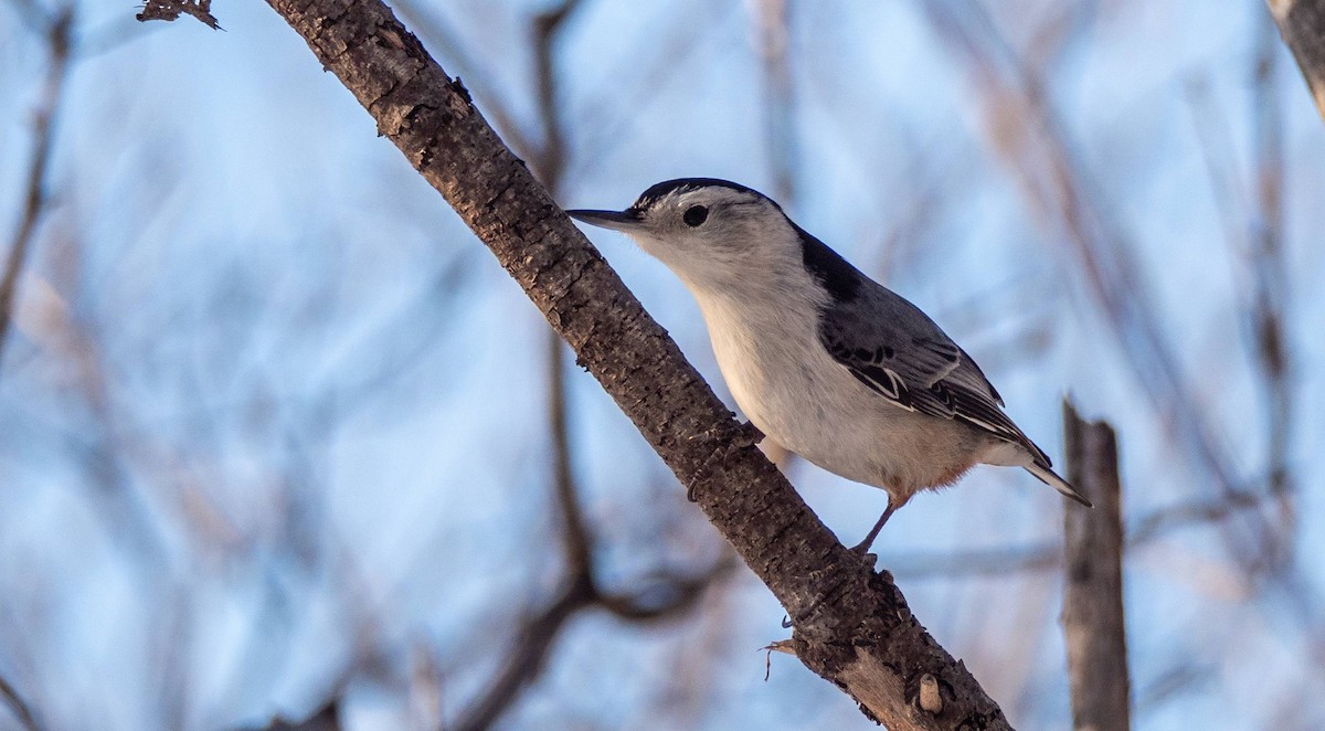 White-breasted Nuthatch - ML547412411
