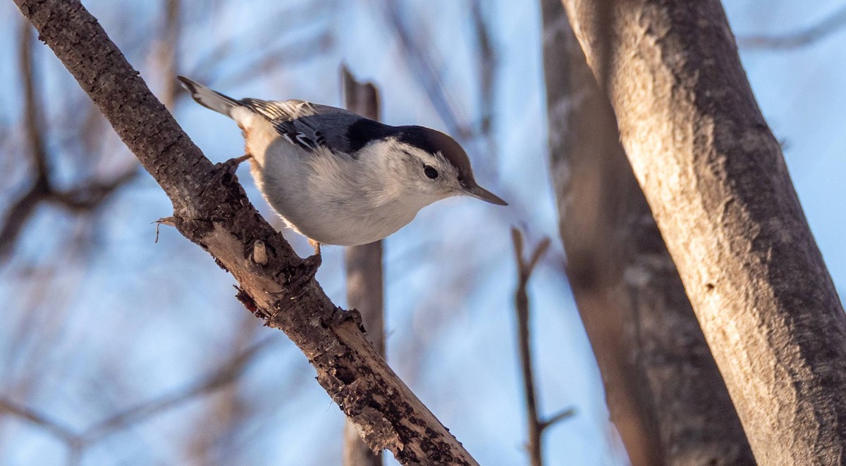 White-breasted Nuthatch - ML547412421