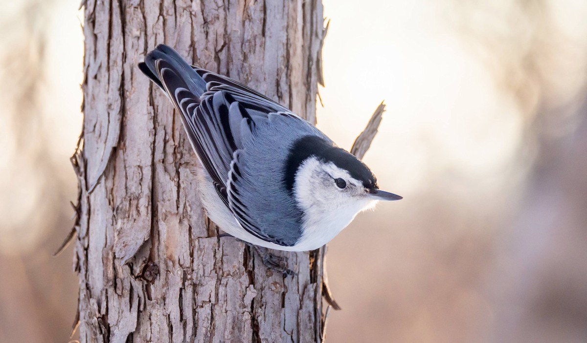 White-breasted Nuthatch - ML547412431