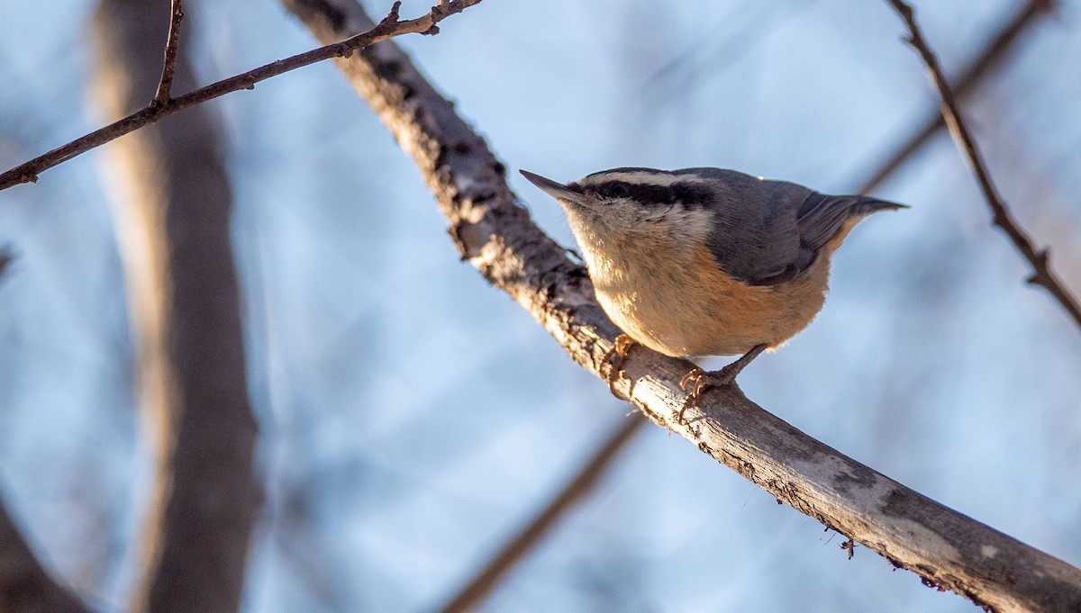 Red-breasted Nuthatch - ML547412531