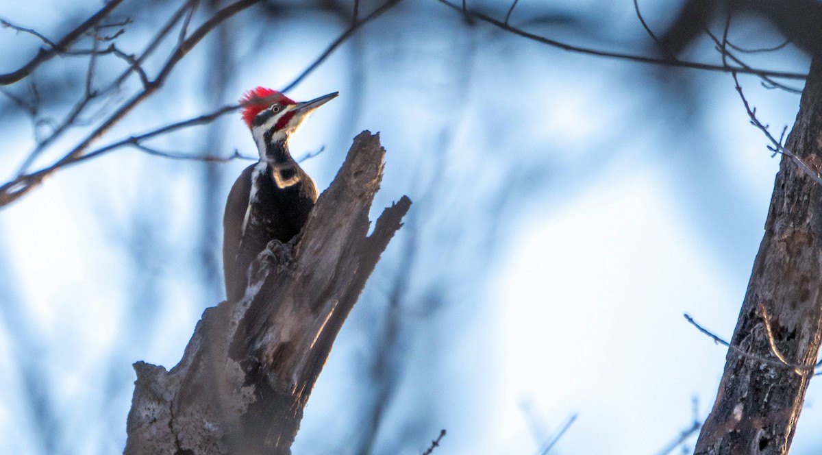 Pileated Woodpecker - Matt M.