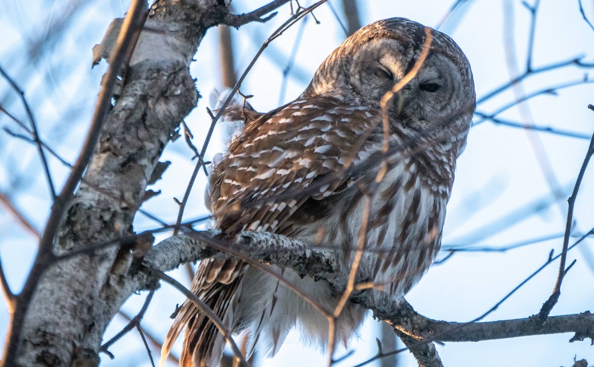 Barred Owl - ML547413621