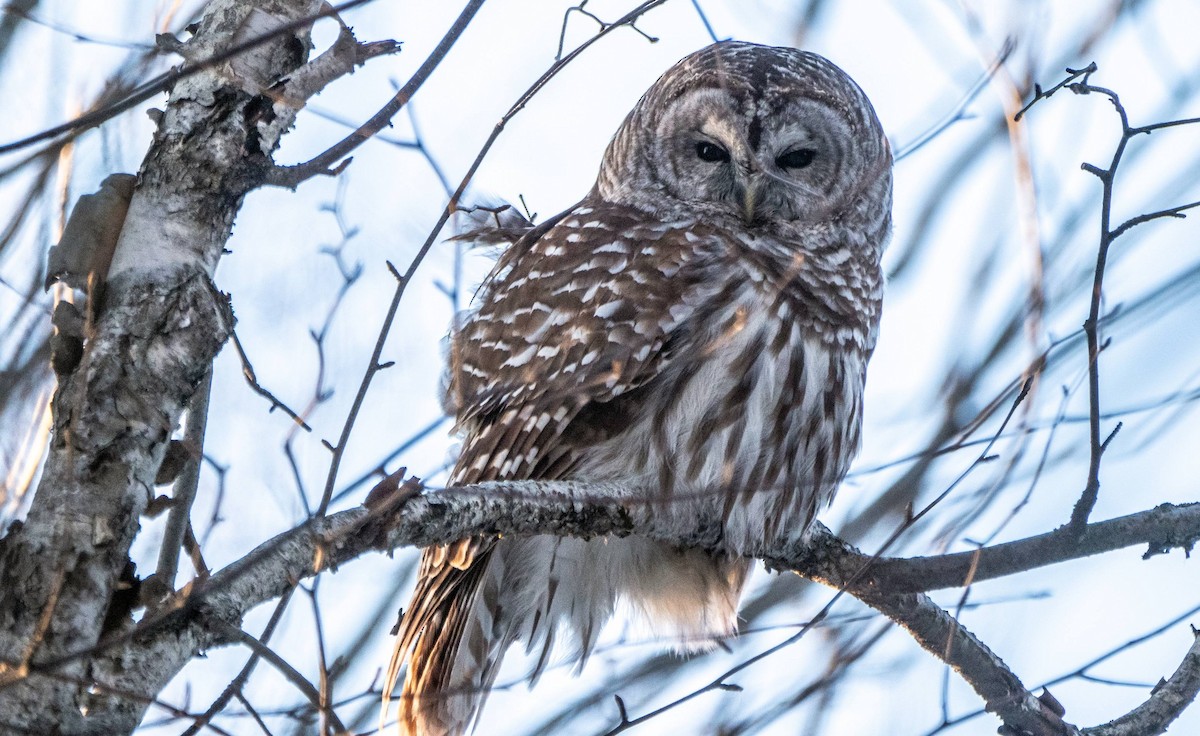 Barred Owl - ML547413641