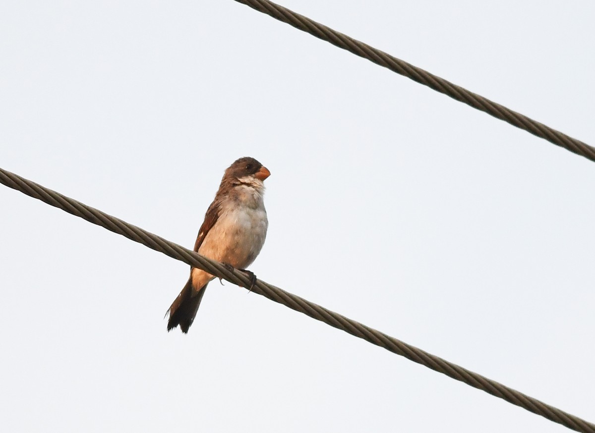 White-bellied Seedeater (Gray-backed) - ML547414351